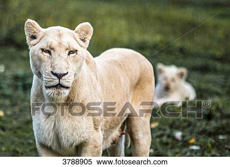 Female white Lion View Large Photo Image Stock Photography - Female white Lion. Fotosearch
