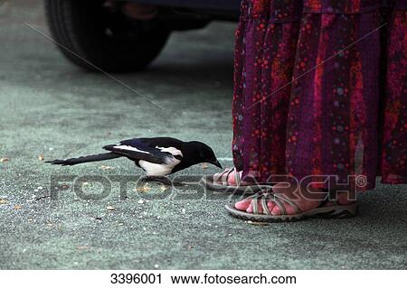 France, Animal behaviour, magpie coming closer to human feet View Large Photo Image Stock Image - France, Animal behaviour, magpie coming closer to human feet. Fotosearch