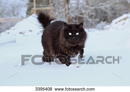 France, Black cat Maine Coon running and playing in the snow View Large Photo Image Stock Photo - France, Black cat Maine Coon running and playing in the snow. Fotosearch