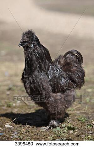 Stock Image - France, Black hen Booted Bantam in a farmyard. Fotosearch