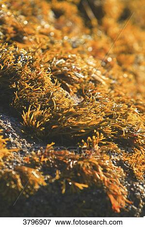 Stock Photo - France, Brittany, Finistere. Chondrus. Fotosearch