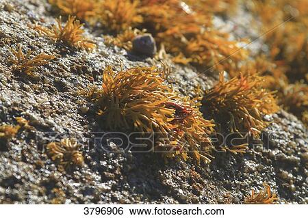 France, Brittany, Finistere. Chondrus View Large Photo Image Stock Photograph - France, Brittany, Finistere. Chondrus. Fotosearch