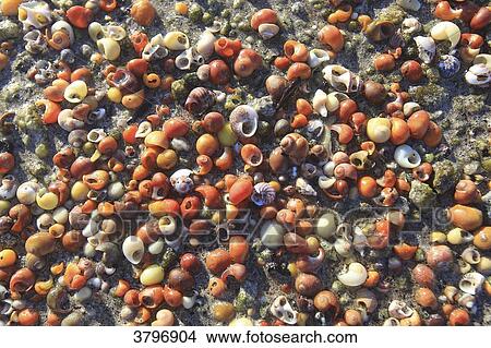 France, Brittany, Finistere. Shells View Large Photo Image Picture - France, Brittany, Finistere. Shells. Fotosearch