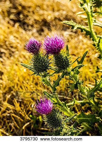 France, Brittany, Gulf of Morbihan, Locquidy, cirsium rivulare View Large Photo Image Stock Image - France, Brittany, Gulf of Morbihan, Locquidy, cirsium rivulare. Fotosearch
