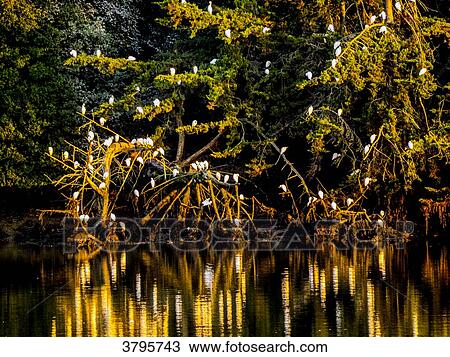 Stock Image - France, Brittany, Gulf of Morbihan, Auray, Saint Goustan district, resting egret in a tree on the bank of the river. Fotosearch