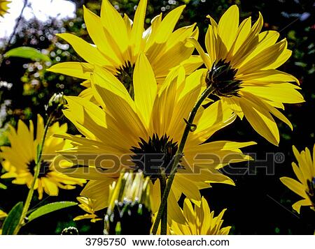 France, Brittany, Gulf of Morbihan, Sunflowers in backlight View Large Photo Image Stock Image - France, Brittany, Gulf of Morbihan, Sunflowers in backlight. Fotosearch