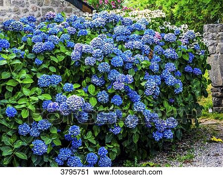 France, Brittany, Gulf of Morbihan, hortensias in front of a house View Large Photo Image Stock Image - France, Brittany, Gulf of Morbihan, hortensias in front of a house. Fotosearch