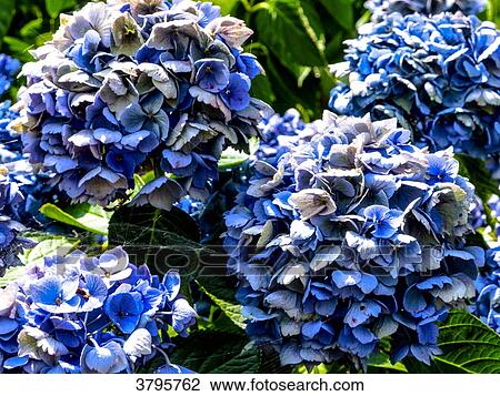 France, Brittany, Gulf of Morbihan, Locquidy, close-up on hortensia flowers View Large Photo Image Stock Image - France, Brittany, Gulf of Morbihan, Locquidy, close-up on hortensia flowers. Fotosearch