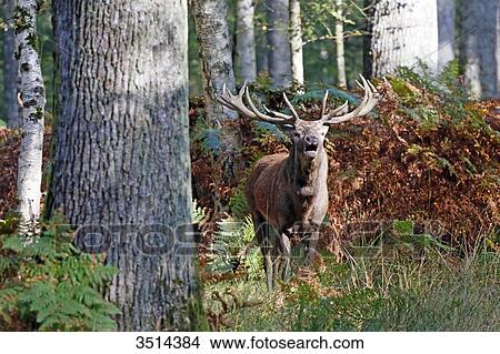 Picture - France, Burgundy, Yonne. Area of Saint Fargeau and Boutissaint. Slab season. Stag in a wood belling.. Fotosearch
