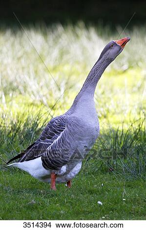 Picture - France, Burgundy, Yonne. Area of Saint Fargeau and Boutissaint. Farmed goose in a farm.. Fotosearch