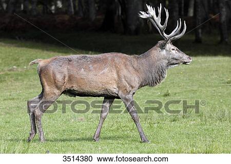 France, Burgundy, Yonne. Area of Saint Fargeau and Boutissaint. Slab season. Stag walking in a meadow. View Large Photo Image Stock Image - France, Burgundy, Yonne. Area of Saint Fargeau and Boutissaint. Slab season. Stag walking in a meadow.. Fotosearch