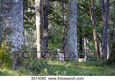 France, Burgundy, Yonne. Area of Saint Fargeau and Boutissaint. Fawns in the undergrowth. View Large Photo Image Stock Image - France, Burgundy, Yonne. Area of Saint Fargeau and Boutissaint. Fawns in the undergrowth.. Fotosearch