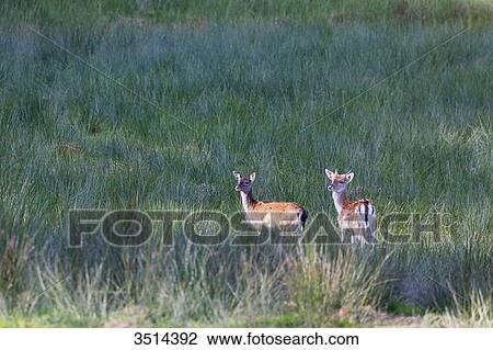 Stock Image - France, Burgundy, Yonne. Area of Saint Fargeau and Boutissaint. Young stags (fawn on the left and daguet on the right) in a meadow.. Fotosearch