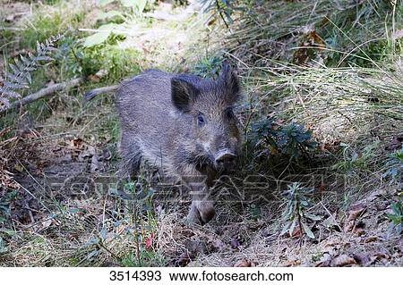 France, Burgundy, Yonne. Area of Saint Fargeau and Boutissaint. Young wild boar in the undergrowth. View Large Photo Image Stock Image - France, Burgundy, Yonne. Area of Saint Fargeau and Boutissaint. Young wild boar in the undergrowth.. Fotosearch