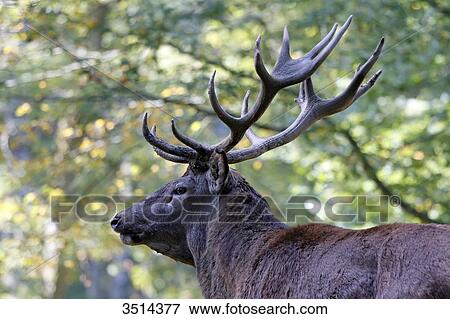 Stock Photo - France, Burgundy, Yonne. Area of Saint Fargeau and Boutissaint. Slab season. Stag in a wood. Sight on its wood.. Fotosearch