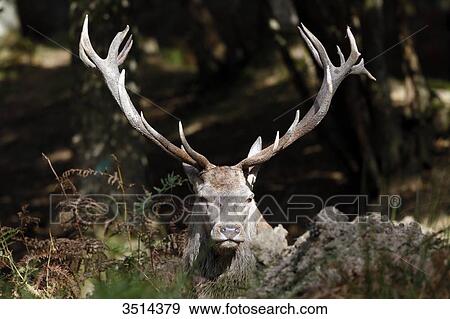 Stock Photo - France, Burgundy, Yonne. Area of Saint Fargeau and Boutissaint. Slab season. Stag in a wood. Close-up on its wood.. Fotosearch