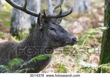 Stock Photograph - France, Burgundy, Yonne. Area of Saint Fargeau and Boutissaint. Slab season. Stag in a wood seeking a female.. Fotosearch