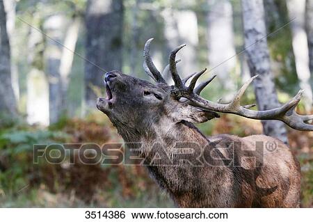 Stock Photograph - France, Burgundy, Yonne. Area of Saint Fargeau and Boutissaint. Slab season. Stag in a wood belling.. Fotosearch