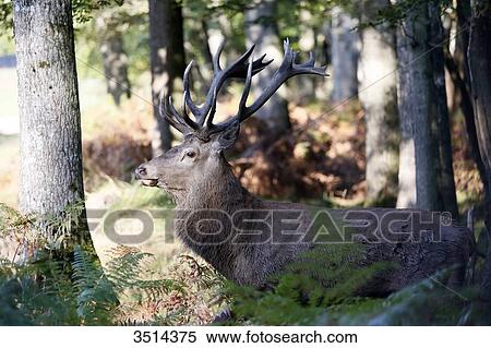 France, Burgundy, Yonne. Area of Saint Fargeau and Boutissaint. Slab season. Stag in the undergrowth seeking a female. View Large Photo Image Stock Photography - France, Burgundy, Yonne. Area of Saint Fargeau and Boutissaint. Slab season. Stag in the undergrowth seeking a female.. Fotosearch