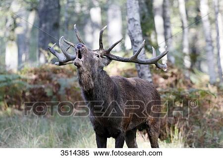Stock Photography - France, Burgundy, Yonne. Area of Saint Fargeau and Boutissaint. Slab season. Stag in a wood belling.. Fotosearch