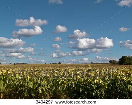 Stock Photo - France, central eastern France, Burgundy, sunflower field near Epoisses. Fotosearch