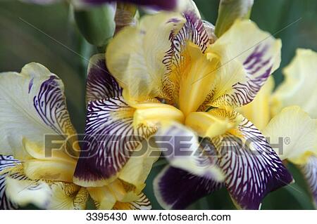 France, Close up on yellow and purple iris flowers in a garden View Large Photo Image Stock Image - France, Close up on yellow and purple iris flowers in a garden. Fotosearch