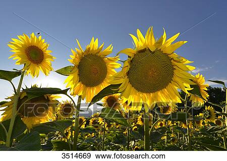Stock Photo - France, Dordogne, close-up of sunflowers in the sun against blue sky. Fotosearch