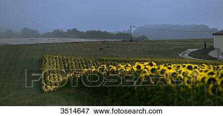 France, Dordogne, dawn on a field forming a wave of sunflower View Large Photo Image Stock Photo - France, Dordogne, dawn on a field forming a wave of sunflower. Fotosearch