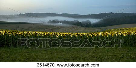 Stock Image - France, Dordogne, misty morning on a sunflower field in Bourdeilles. Fotosearch