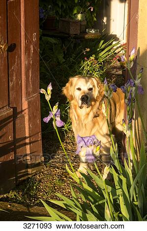 France, eastern France, Burgundy, golden retriever on the doorstep View Large Photo Image Stock Image - France, eastern France, Burgundy, golden retriever on the doorstep. Fotosearch
