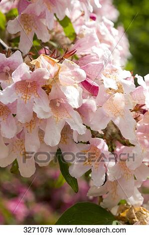 France, eastern France, Burgundy, Kolkwitzia amabilis flowers (Beauty bush) View Large Photo Image Stock Photo - France, eastern France, Burgundy, Kolkwitzia amabilis flowers (Beauty bush). Fotosearch