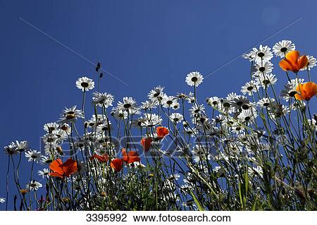France, Field of daisies and California poppies View Large Photo Image Stock Image - France, Field of daisies and California poppies. Fotosearch