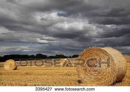 Stock Photo - France, Fields of harvested wheat and cloudy sky. Fotosearch