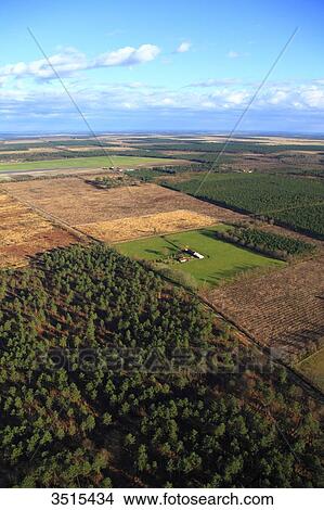 France, Gironde. Near Teste de Buch. Pines forest. View Large Photo Image Picture - France, Gironde. Near Teste de Buch. Pines forest.. Fotosearch