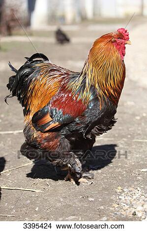France, golden Gallic cockerel Booted Bantam with large feathers in a farmyard, View Large Photo Image Picture - France, golden Gallic cockerel Booted Bantam with large feathers in a farmyard,. Fotosearch