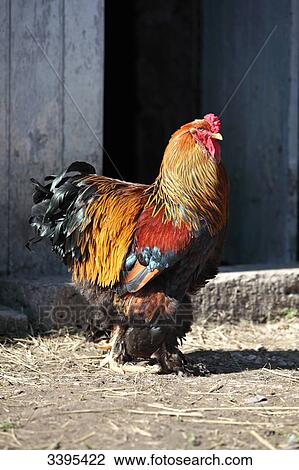 Stock Image - France, golden Gallic cockerel Booted Bantam with large feathers in a farmyard,. Fotosearch