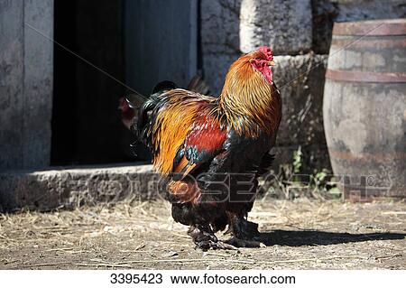 France, golden Gallic cockerel Booted Bantam with large feathers in a farmyard, View Large Photo Image Stock Image - France, golden Gallic cockerel Booted Bantam with large feathers in a farmyard,. Fotosearch