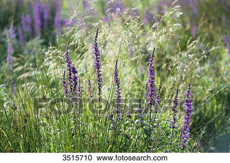 Stock Image - France. Hautes Alpes. Field of flowers in the Champsaur (fragrant orchid). Fotosearch