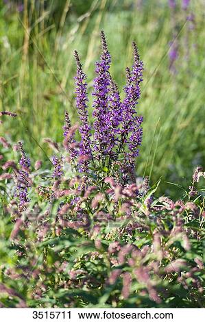 France. Hautes Alpes. Field of flowers in the Champsaur (fragrant orchid) View Large Photo Image Stock Image - France. Hautes Alpes. Field of flowers in the Champsaur (fragrant orchid). Fotosearch