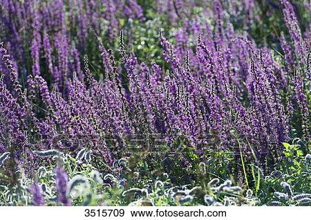 France. Hautes Alpes. Field of flowers in the Champsaur (fragrant orchid) View Large Photo Image Stock Photo - France. Hautes Alpes. Field of flowers in the Champsaur (fragrant orchid). Fotosearch