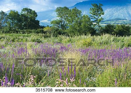 Stock Photo - France. Hautes Alpes. Landscape of the Champsaur. Field of flowers (fragrant orchid). Fotosearch