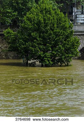 Stock Photo - France, Ile de France, Paris, the Seine overflowing and flooding, June 2016, tree at the corner of the Pont de Sully. Fotosearch