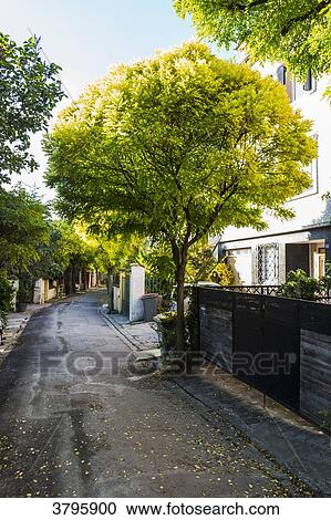 France, Ile de France, Seine Saint Denis, Le Pre Saint Gervais, the 'villa du pre', the Acacias avenue View Large Photo Image Stock Image - France, Ile de France, Seine Saint Denis, Le Pre Saint Gervais, the 'villa du pre', the Acacias avenue. Fotosearch