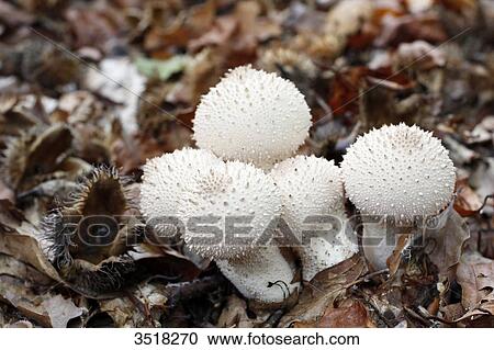 Stock Image - France, near Paris, forest of Malvoisine in autumn, close-up on mushrooms Puffball. Fotosearch