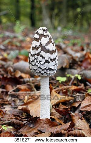 France, near Paris, forest of Malvoisine in autumn, close-up on a mushroom black and white coprin. View Large Photo Image Stock Image - France, near Paris, forest of Malvoisine in autumn, close-up on a mushroom black and white coprin.. Fotosearch