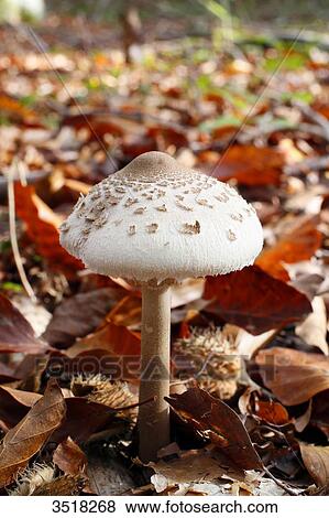 Stock Photo - France, near Paris, Malvoisine forest in autumn, close up of a parasol mushroom fungus or high Lepiote.. Fotosearch