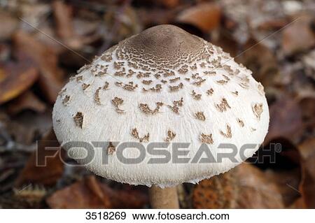 France, near Paris, Malvoisine forest in autumn, close up of a parasol mushroom fungus or high Lepiote. View Large Photo Image Stock Photo - France, near Paris, Malvoisine forest in autumn, close up of a parasol mushroom fungus or high Lepiote.. Fotosearch