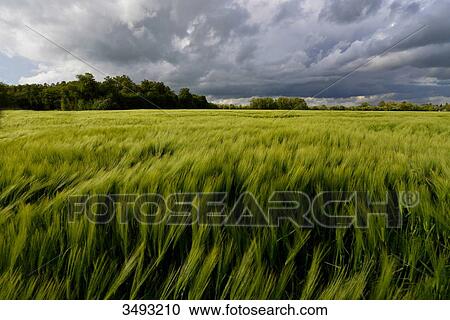 France, Normandy, barley field rippling under a windstorm, dark clouds and blue sky View Large Photo Image Stock Image - France, Normandy, barley field rippling under a windstorm, dark clouds and blue sky. Fotosearch