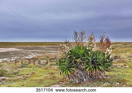 Picture - France, Normandy. Manche. Agon-Coutainville. Protected natural site Agon-Coutainville Cape.. Fotosearch