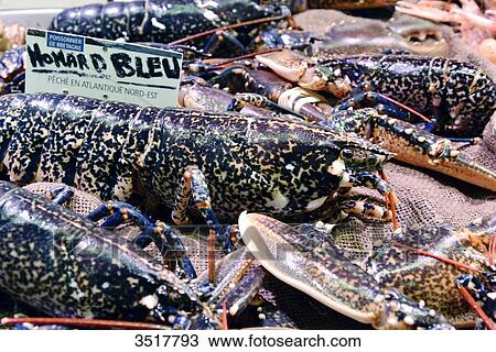 France, North-Western France, Brittany, Concarneau, inside of the covered market, particularly well-assorted fishery, blue lobster View Large Photo Image Stock Image - France, North-Western France, Brittany, Concarneau, inside of the covered market, particularly well-assorted fishery, blue lobster. Fotosearch